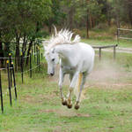 Arabian Bucking front on by Chunga-Stock