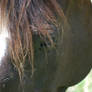 Black eye close up