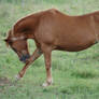 Pony licking leg