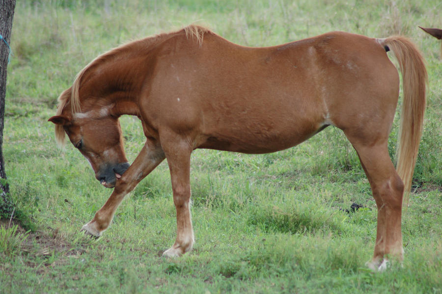 Pony licking leg