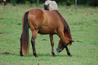 Bay pony head between legs