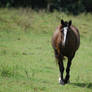 Black-head down walking front