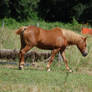 Pony walking eyes shut