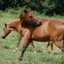 Bay pony twisted around 3