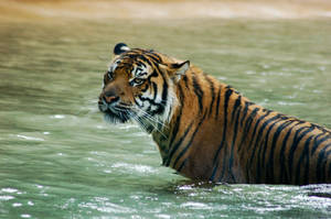 Tiger sitting in water.