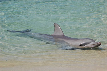 Dolphin half on beach
