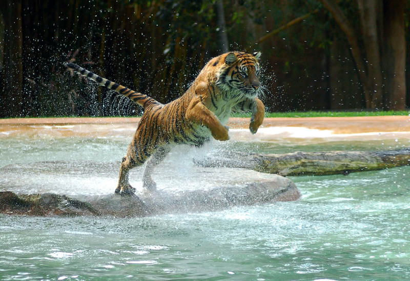 Tiger - A powerful animal