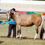 QH dappled buckskin halter