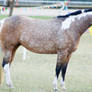 QH buckskin side on paint