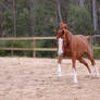 ASH - gallop stretch blaze