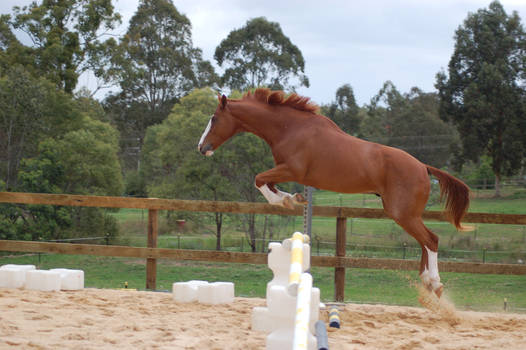 ASH jumping 90cm no tack