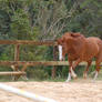 ASh - troting head lowered fro