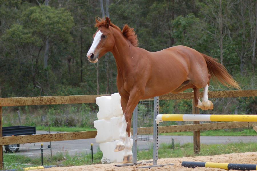 ASH showjumping