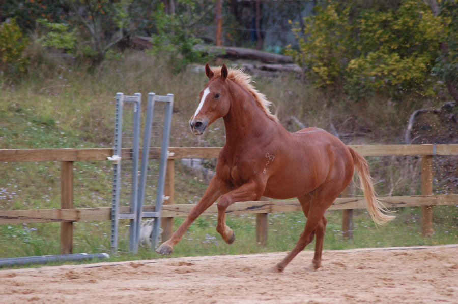 TB front legs elevated gallop