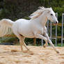 Arabian tail splayed canter