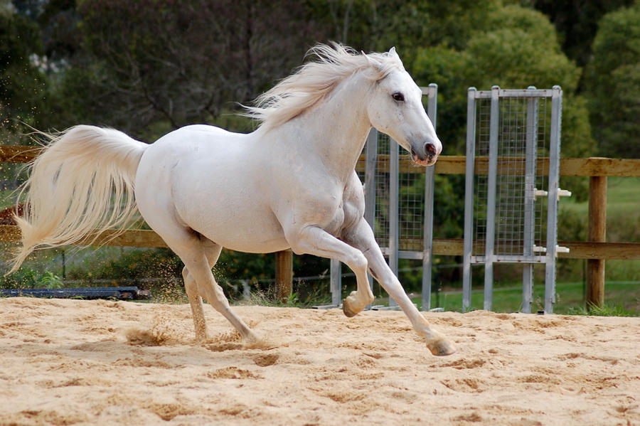 Arabian tail splayed canter