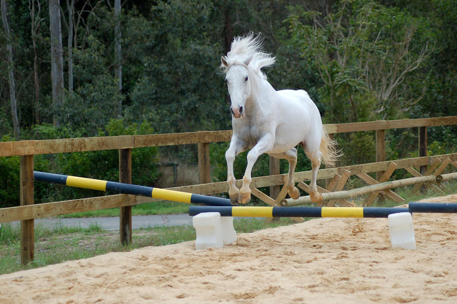 Arab showjump front on no tack