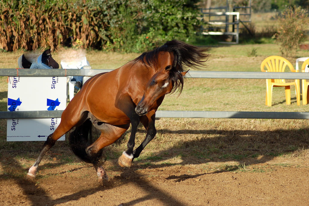 JA Bay Rearing and Leaping to side