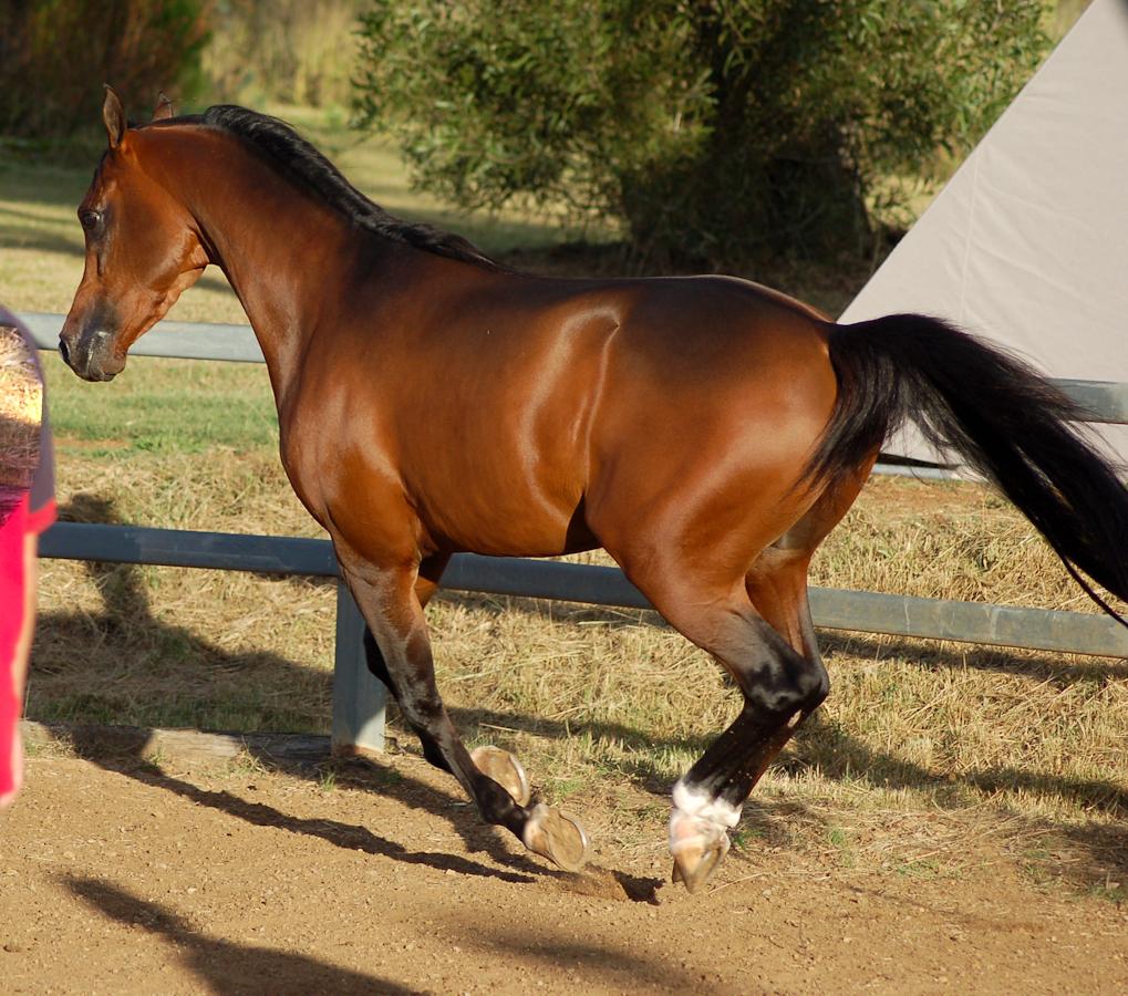 JA Arab Bay Cantering all legs up