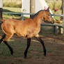 JA Arab Yearling trot side on