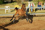 JA Arab Yearling bay leaping left by Chunga-Stock