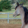 JA Arab Yearling looking out head shot