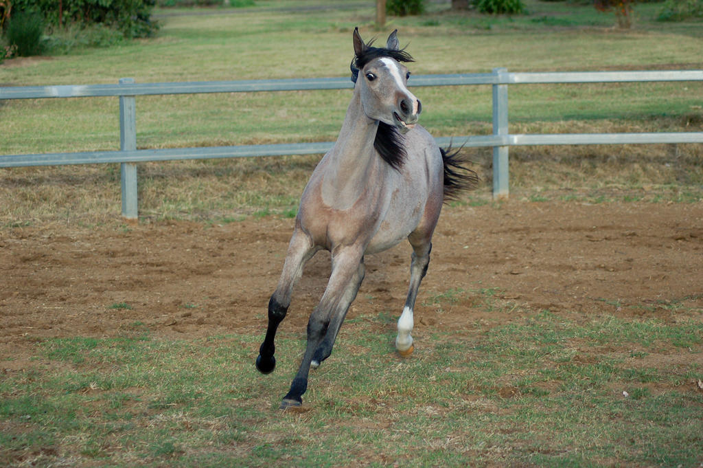 JA Arab yearling head up calling out trot