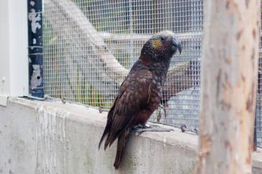 NZ Parrot native 2