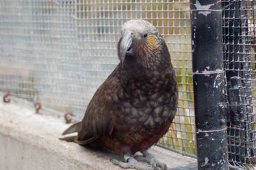 NZ Parrot native