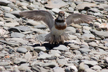 NZ Bird front on wings out motion blur