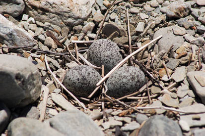 NZ Bird eggs