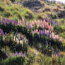 NZ mountain side flowers in sun