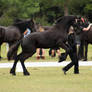 FR showjumping side pose no tack leap rear