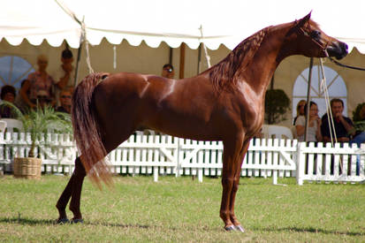 TW Arab Chestnut show pose side view