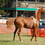 TW Arab Flaxon chestnut head up walking side view