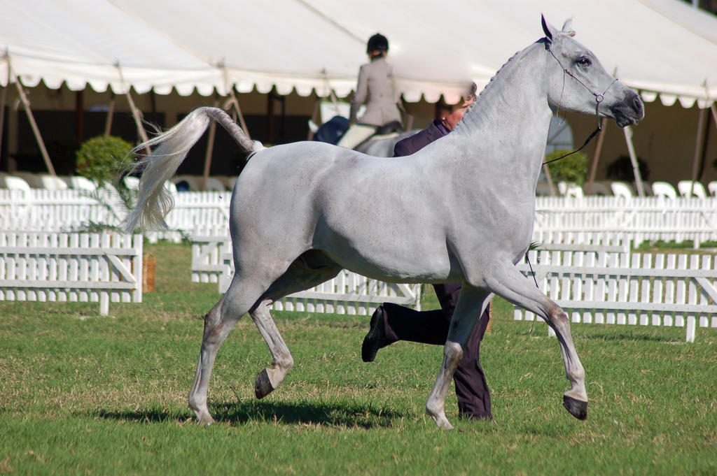 TW Arab grey full plaits trot