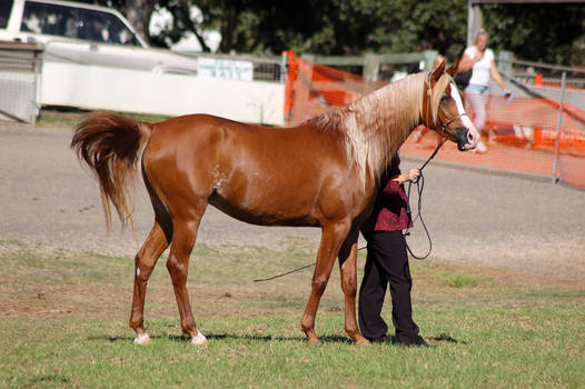 TW Arab chestnut white flecks flaxon blaze standin