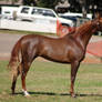 TW Arab liver chestnut standing side view