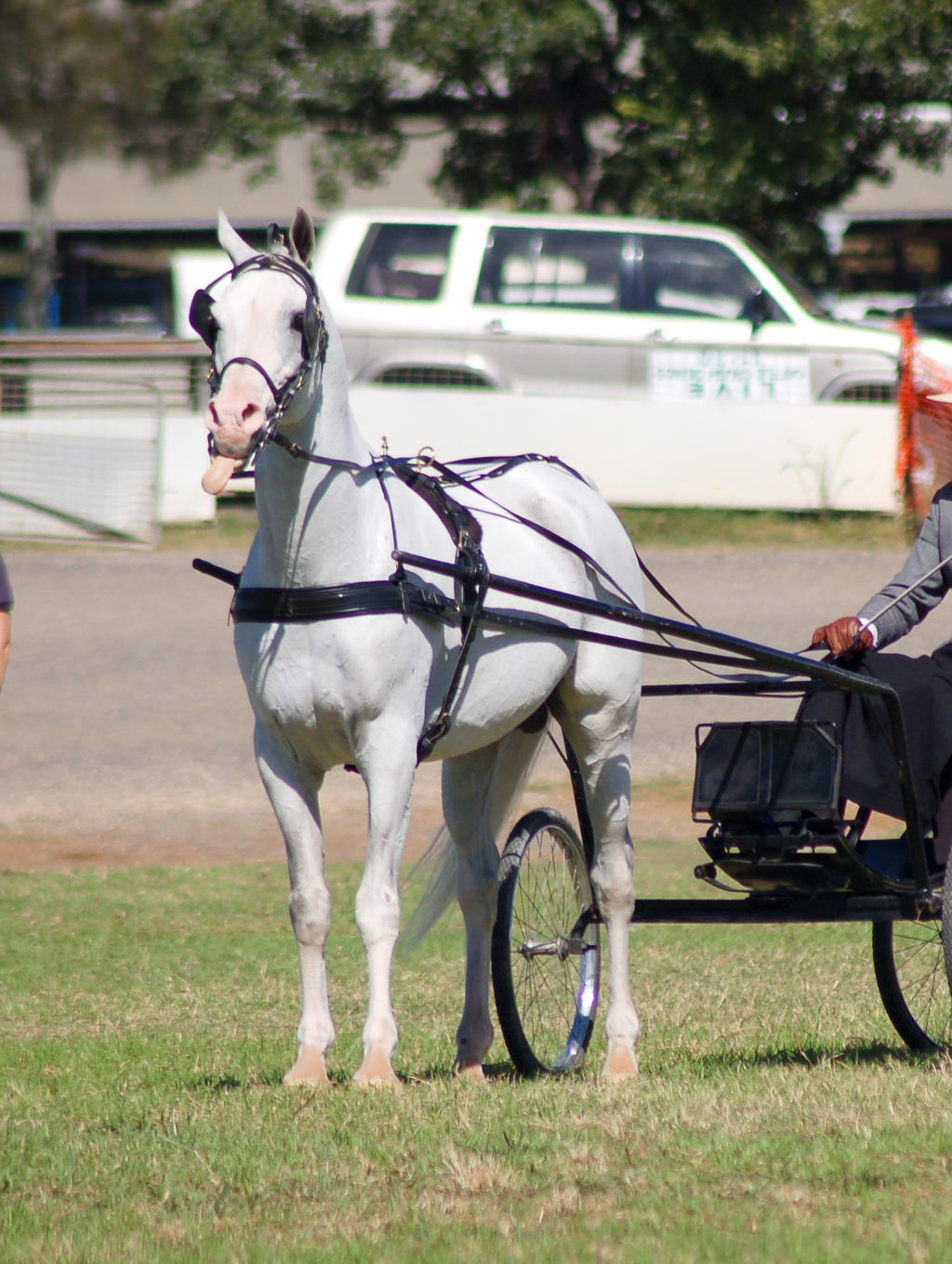 TW white arab tongue out carriage