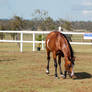 TW Arab pinto head down front