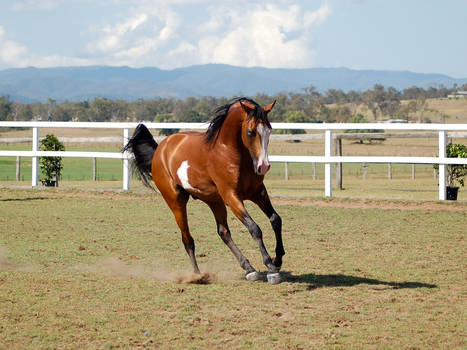 GE arab pinto canter front 3/4 ned arched