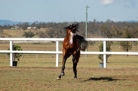 GE arab pinto  big canter little leap front on