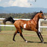 GE Arabian Pinto Stallion