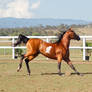 GE arab pinto shoulders down stopping canter