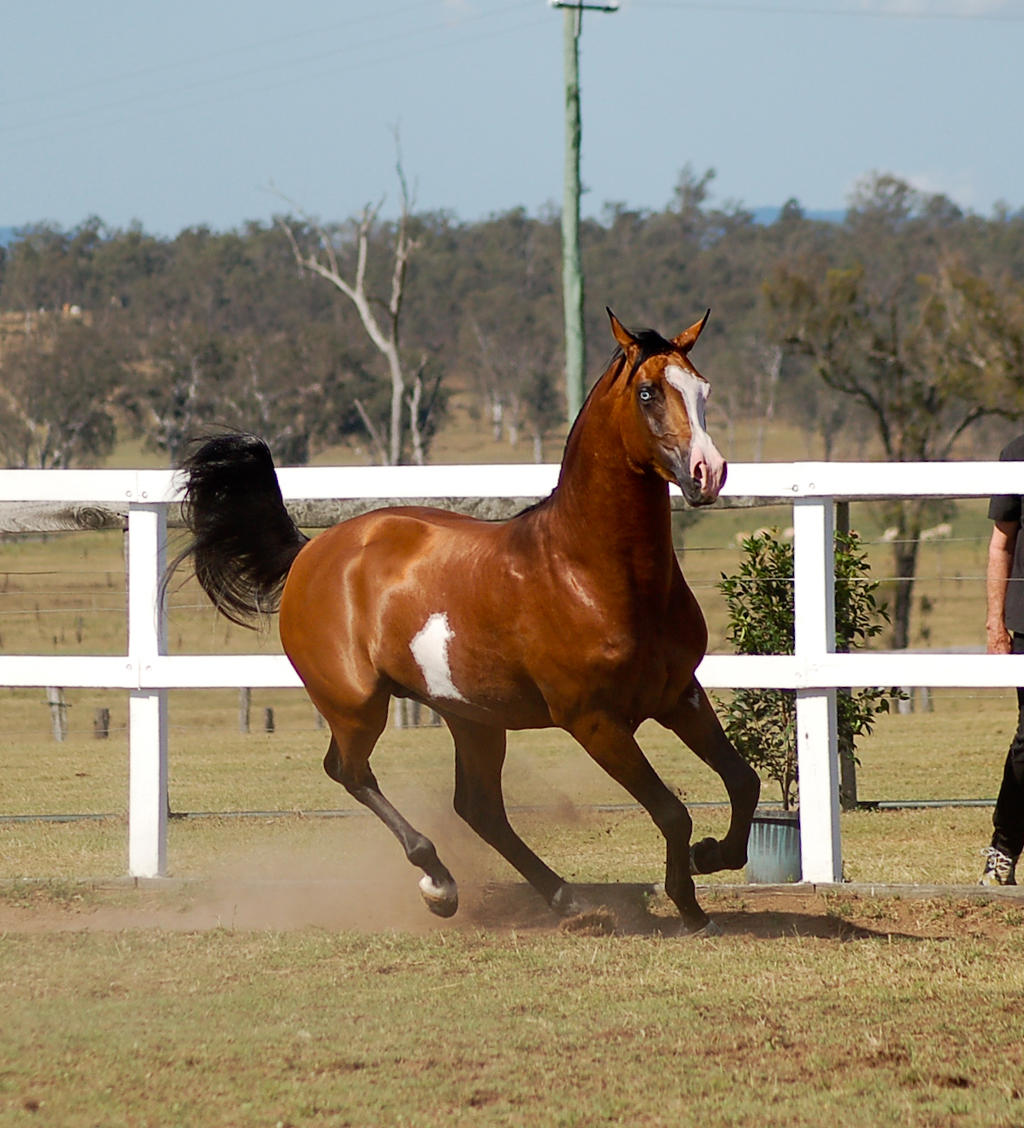 GE arab pinto canter about to turn to camera