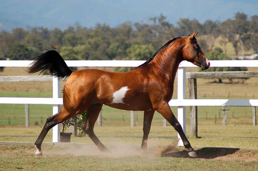 GE Arabian pinto canter into trot side