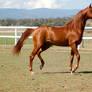 GE arab chestnut trot on spot head up side view