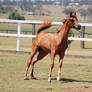 GE Arab filly chestnut tiny leap up front view