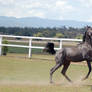 GE Arab filly grey canterleap right side head came