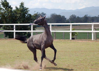 GE Arab filly grey gallop pulling away front view